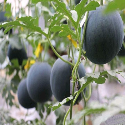 草莓、西瓜、香瓜、柿子、荷兰水果黄瓜采摘季