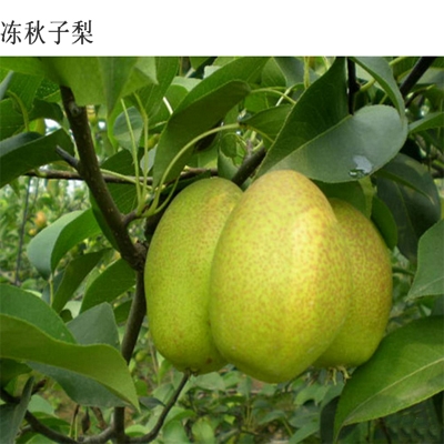 冻秋子梨
