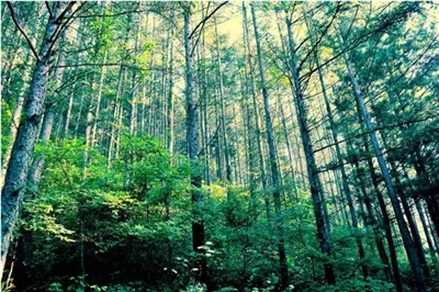 种子园风景区